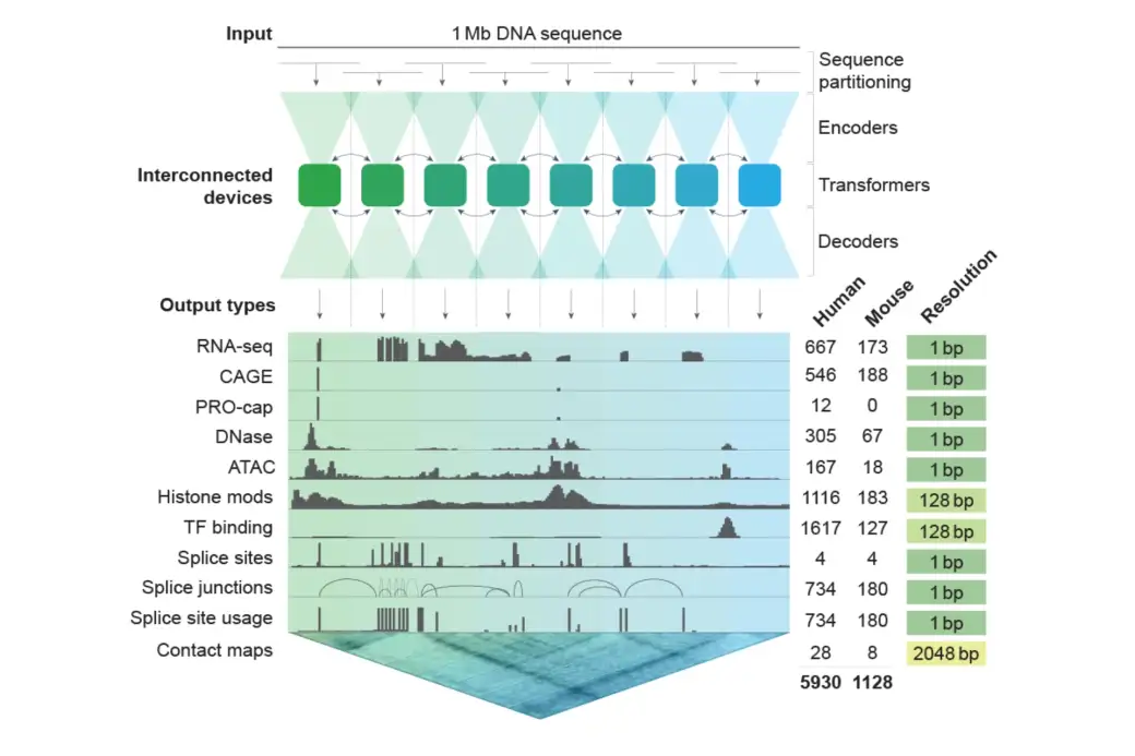 Google AlphaGenome