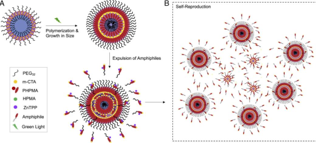 creación-protocelula-bioquimica-celula-artificial