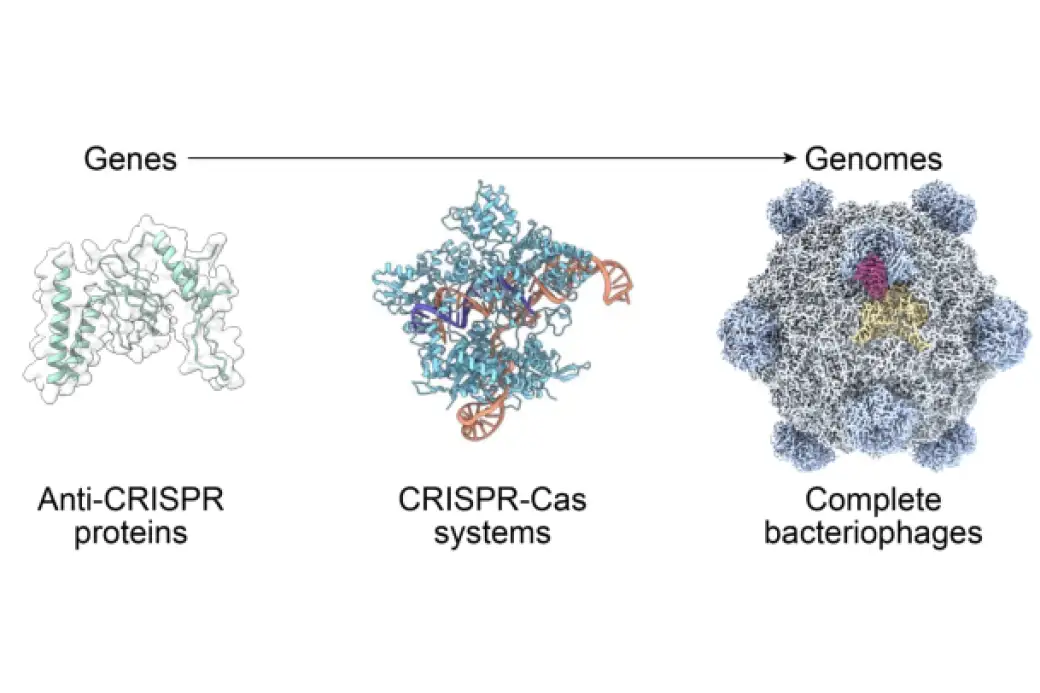Virus diseñados por IA para combatir bacterias