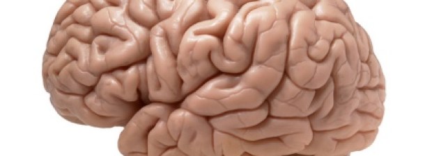 Crean la primera interfaz cerebral inalámbrica