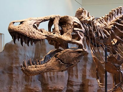 La Vida Media Del Adn Impedira La Clonacion De Dinosaurios